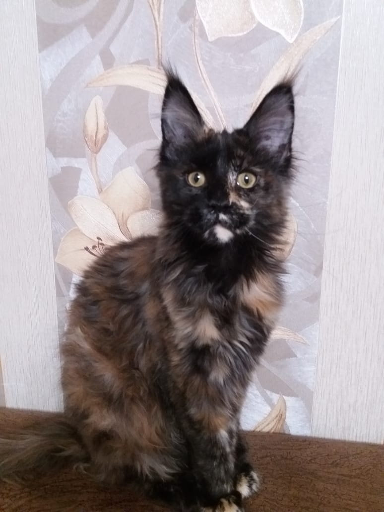 Трёхцветная лапуська