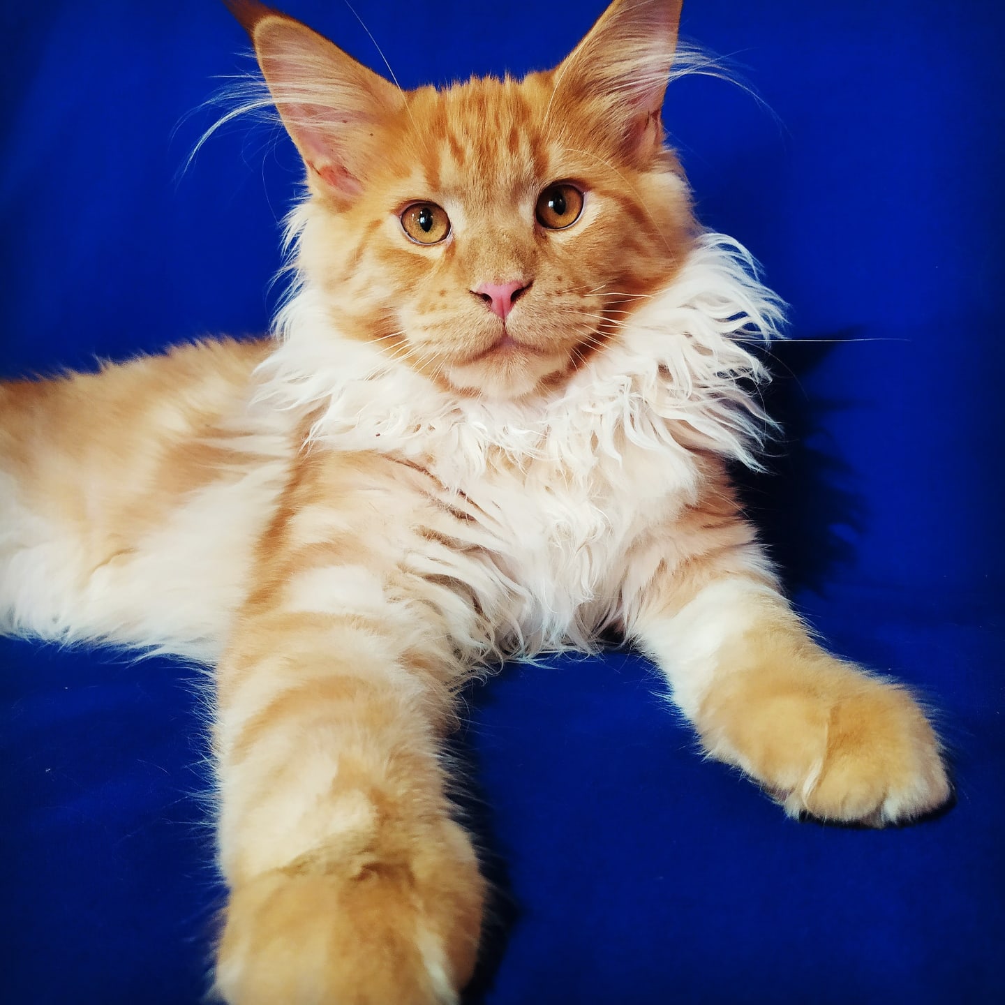 Собрат льва