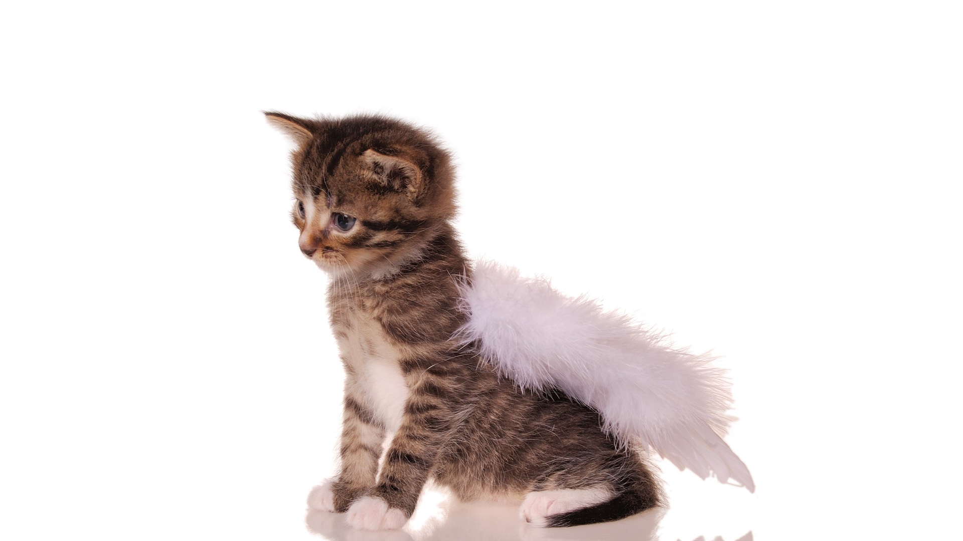 Ангелочка вызывали