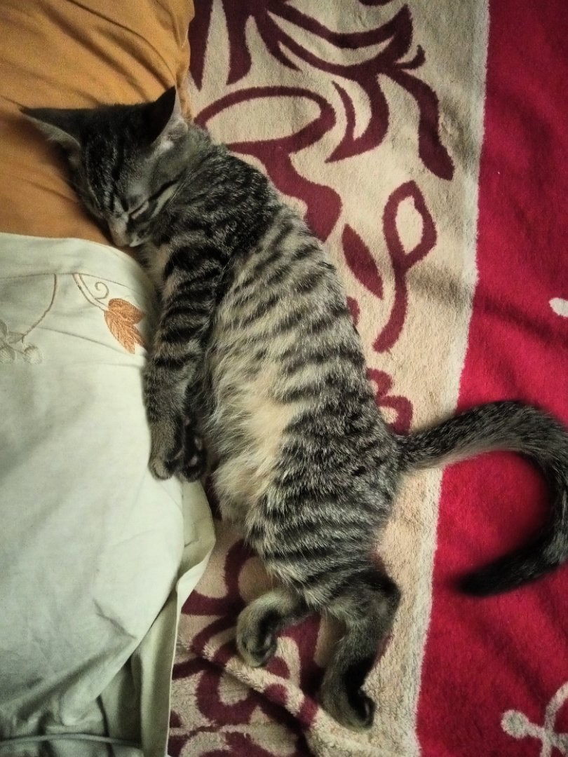 Маленький сопелка