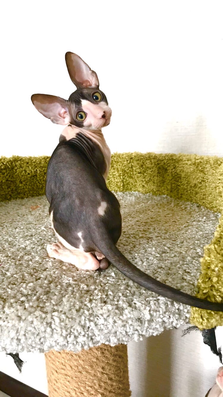 Вы меня звали