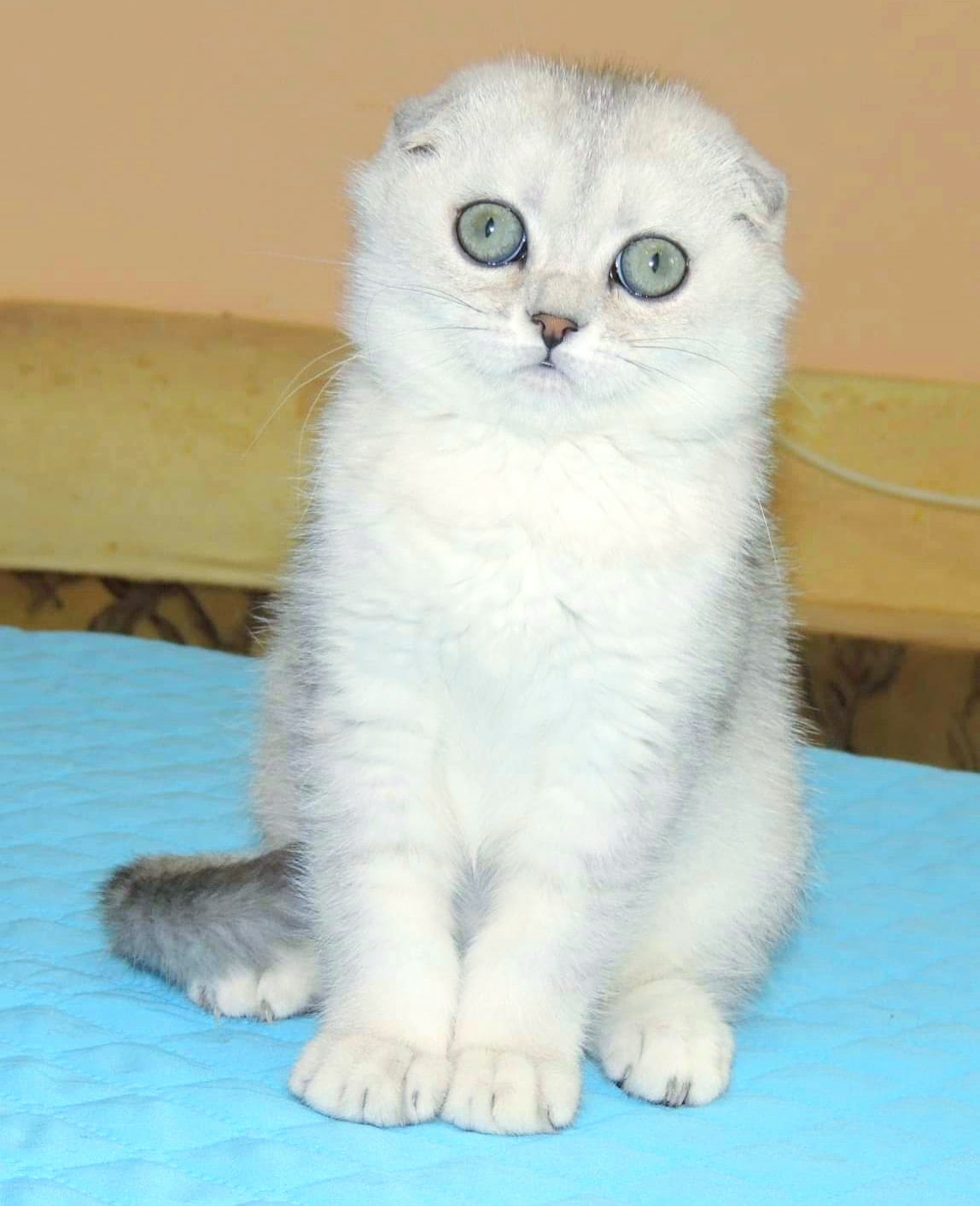 Воспитанная красавица