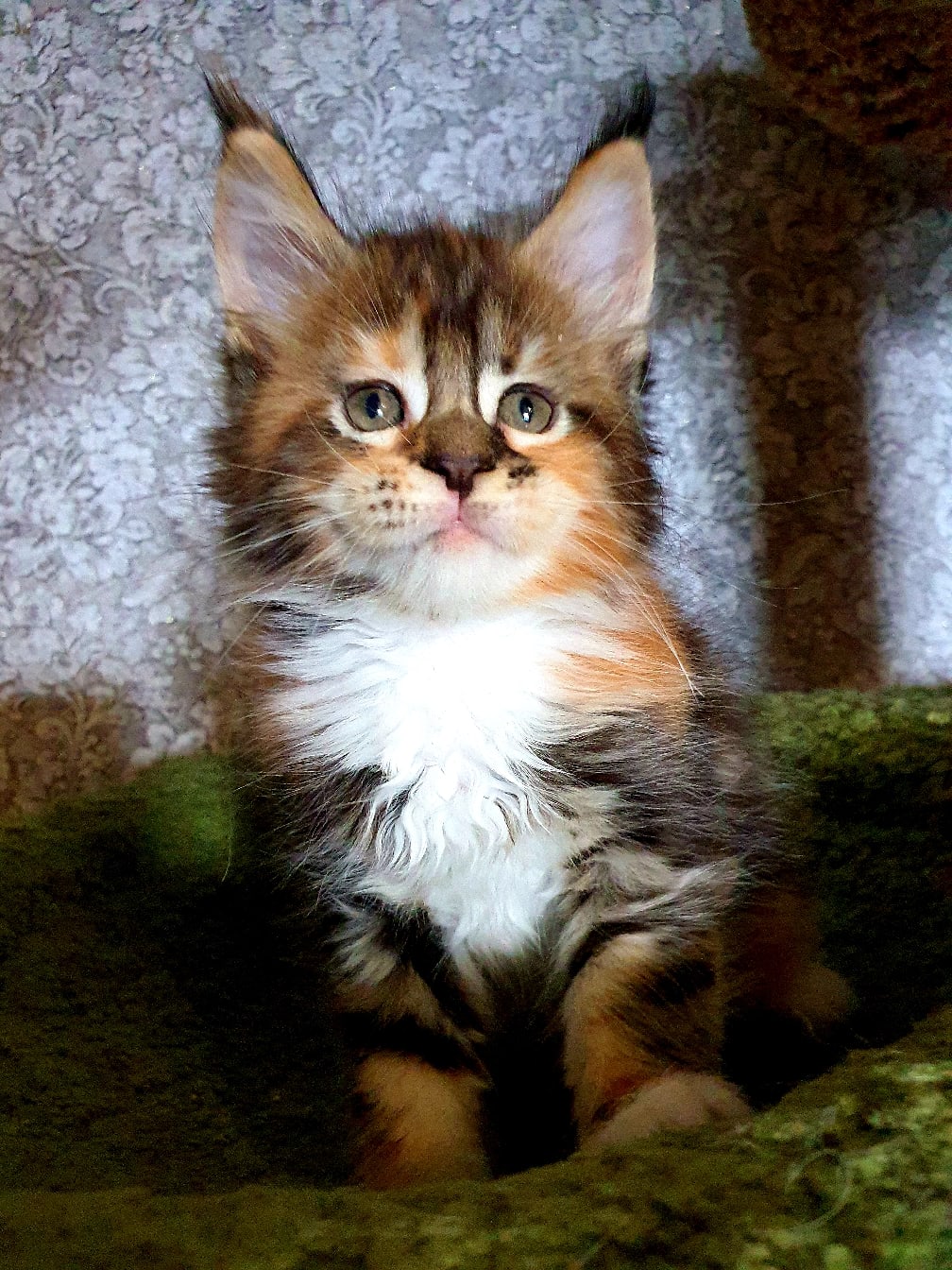 Трёхцветная малипуська