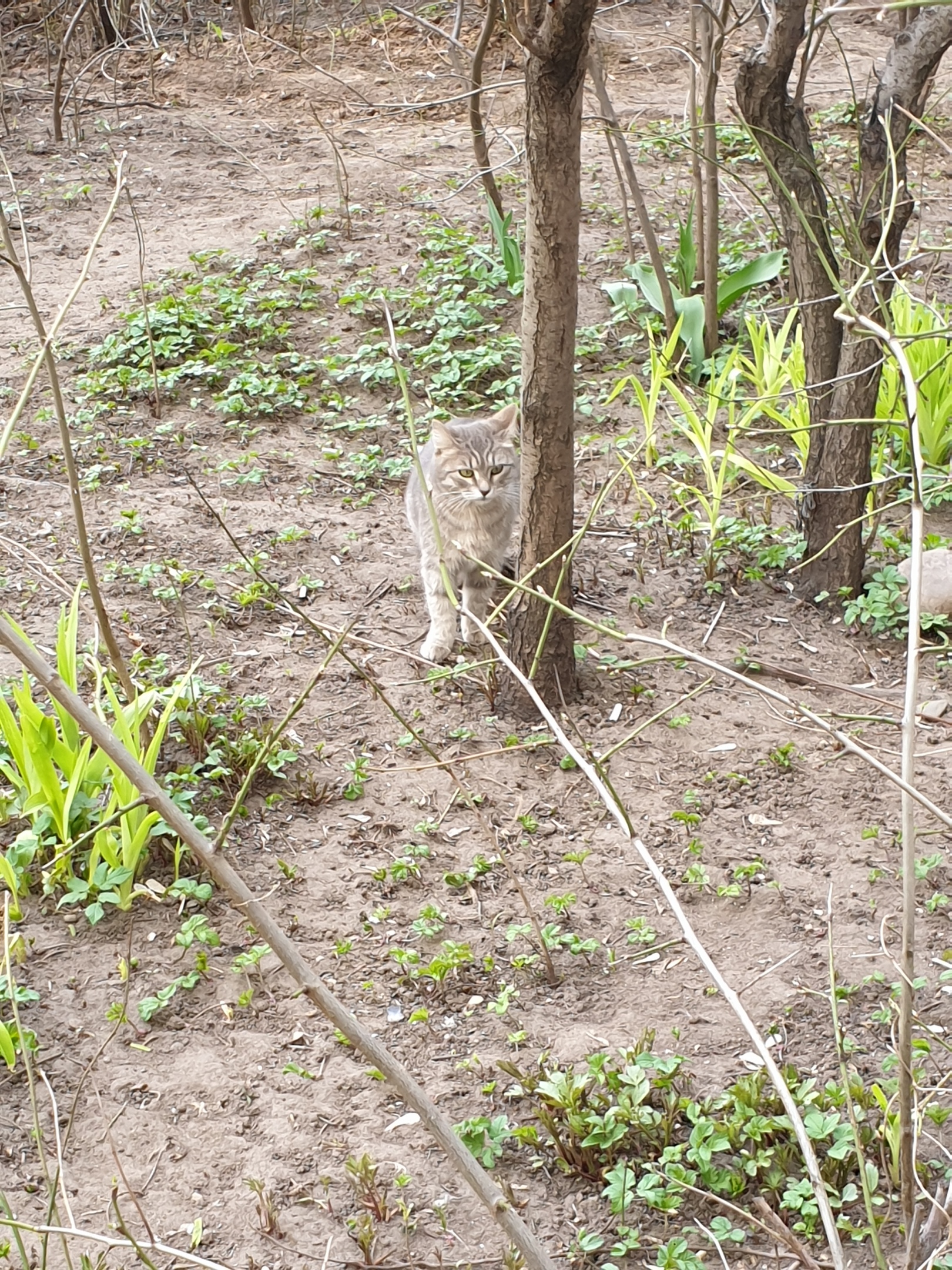 Котик хочет есть, но боится подходить к людям
