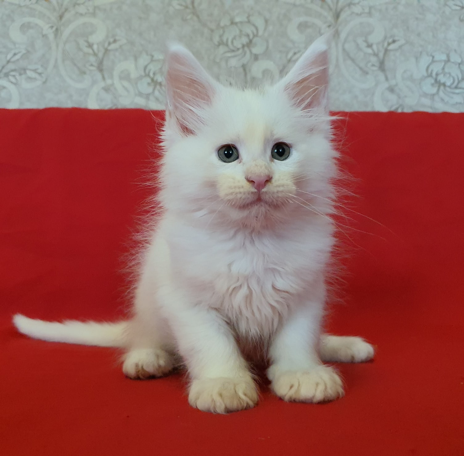 Я Вас не понимаю, объясните на кошачьем языке