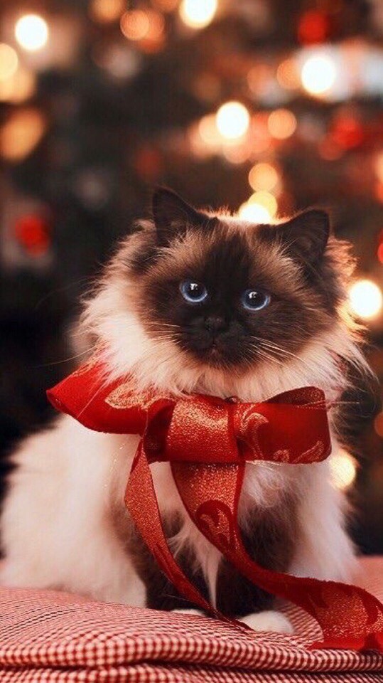 Раз все наряжаются, значит сегодня праздник