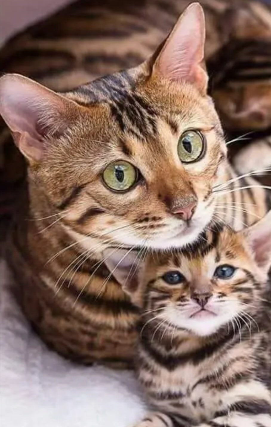 Мамина любовь защитит от всех бед