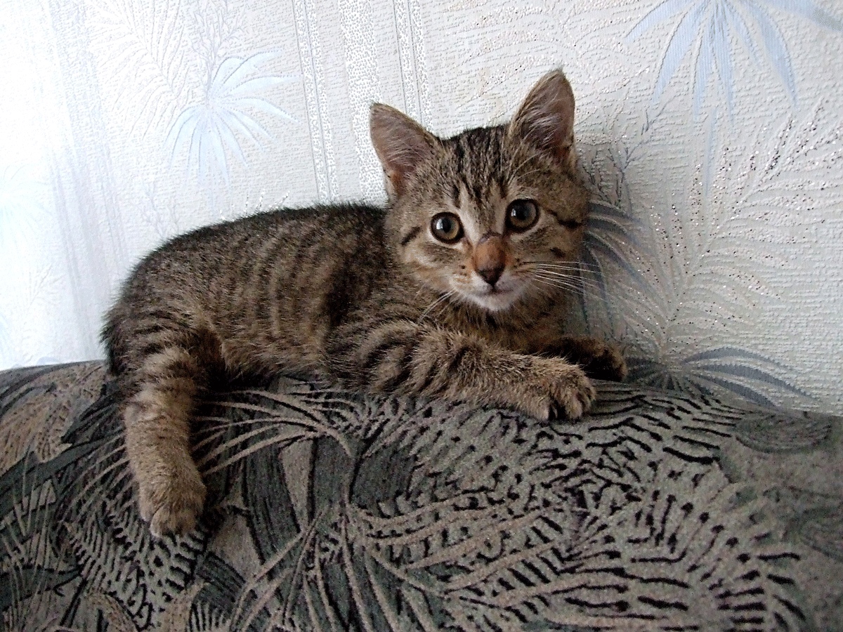 Привыкаю к новому дому