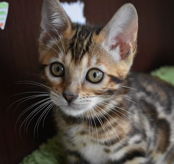 Забавный сорванец