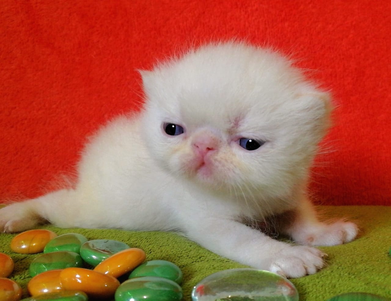 Блондинистая синеглазка