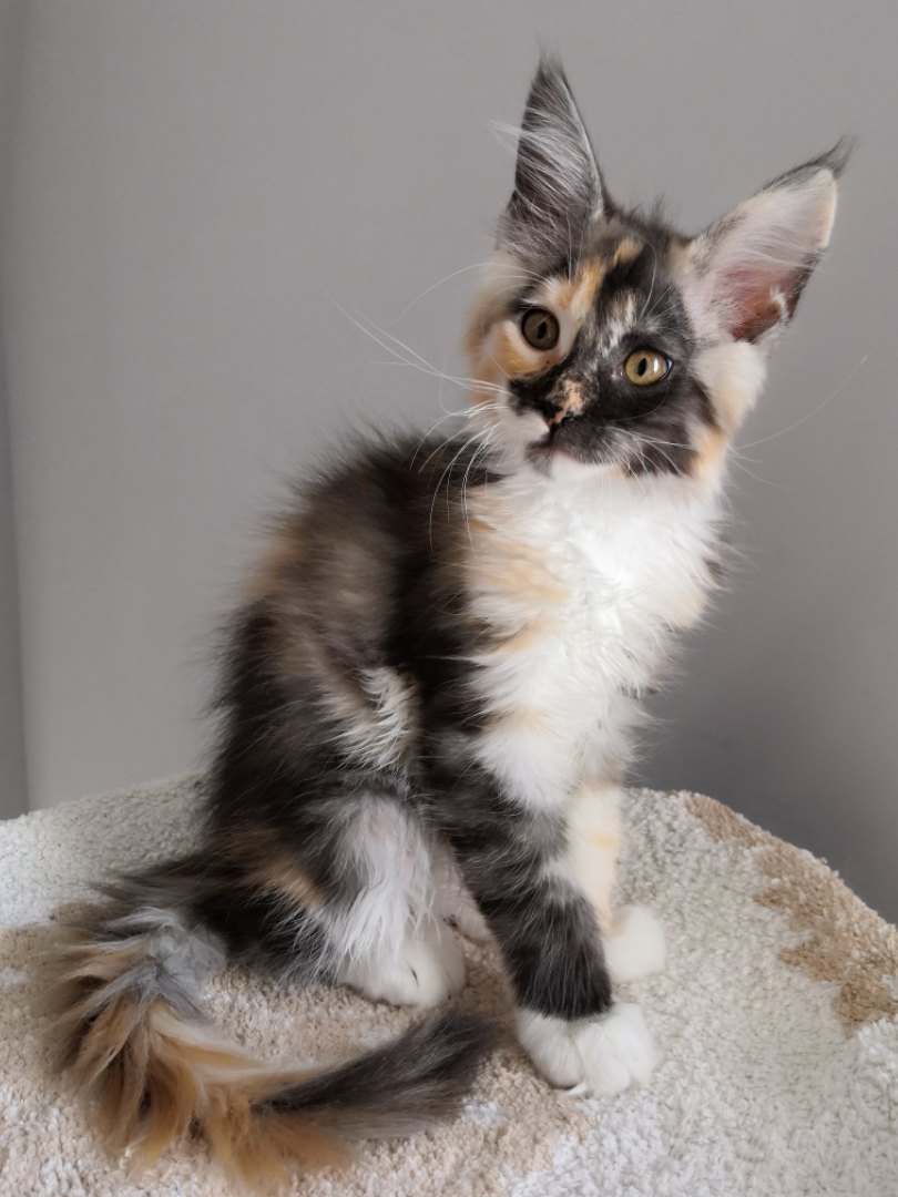 Трёхцветная непоседа