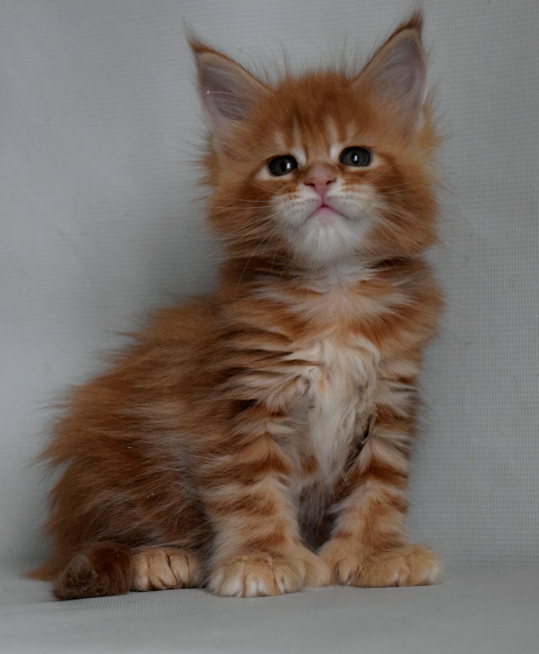 Рыженький задавака