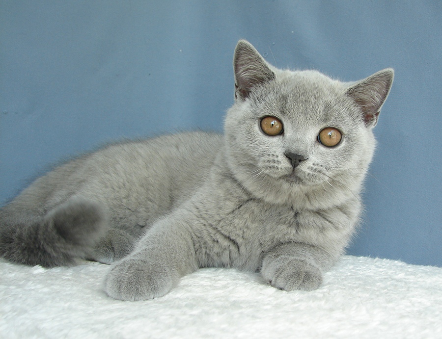 Дымчатая обожулька