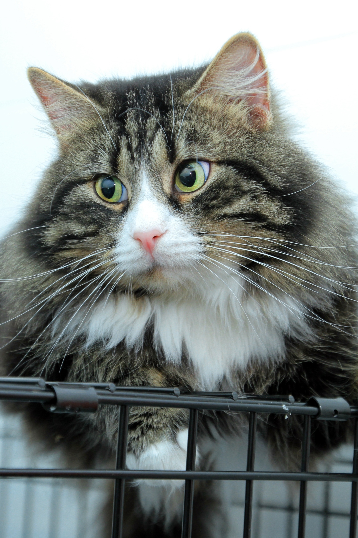 Жду любящих хозяев