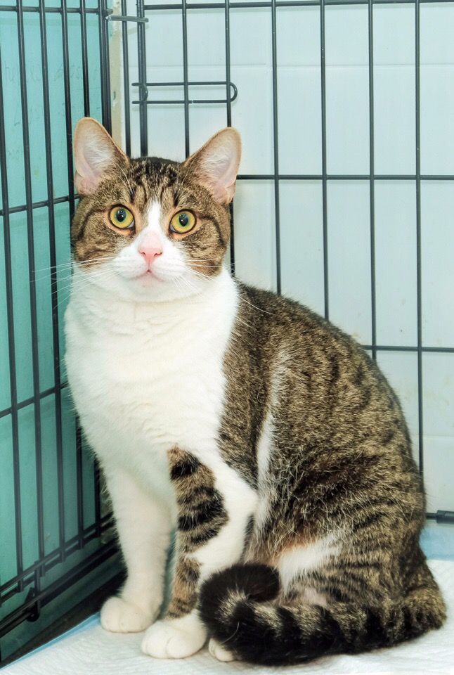 Красавчик ищет дом