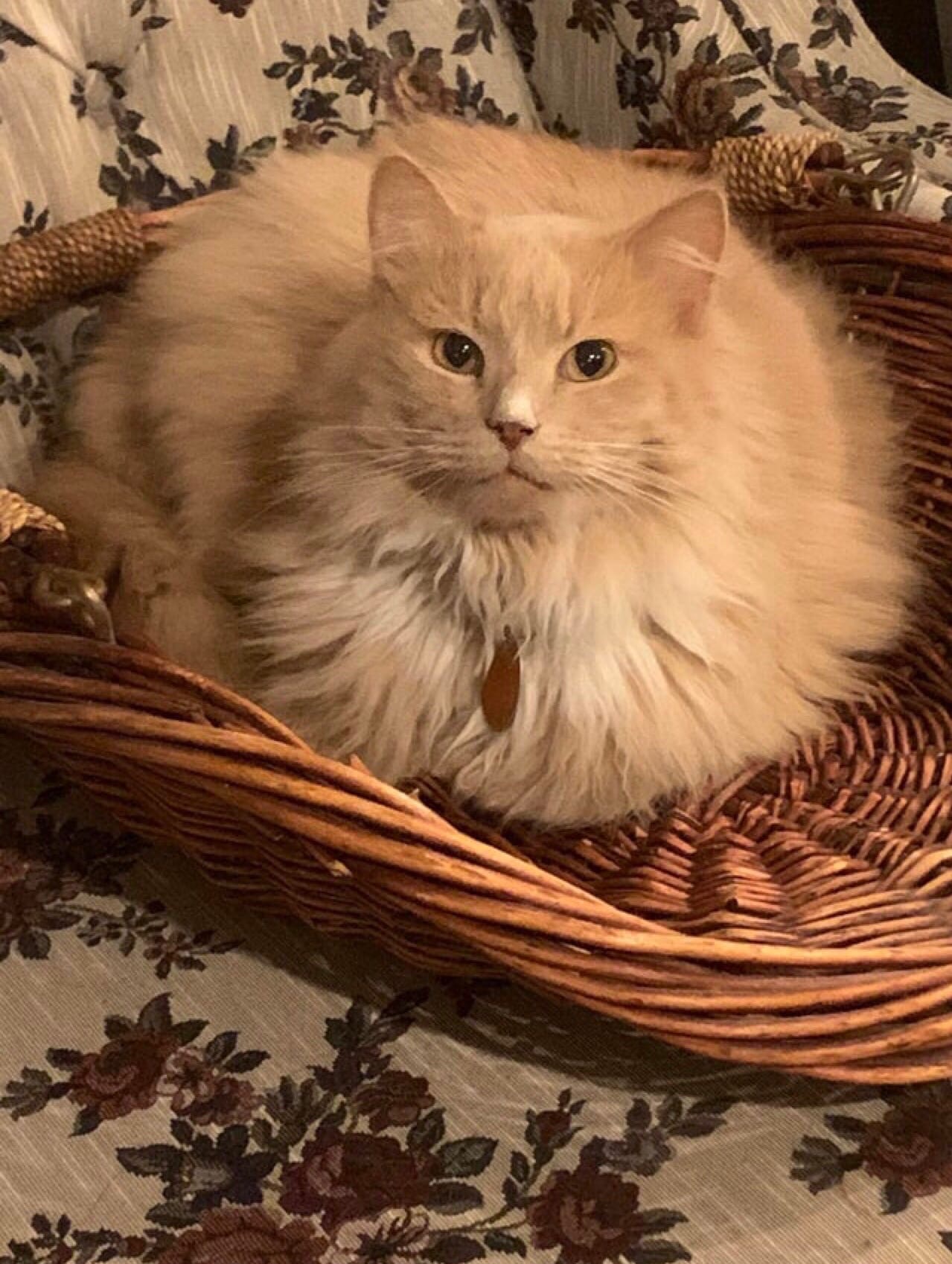 Шерстяное облачко