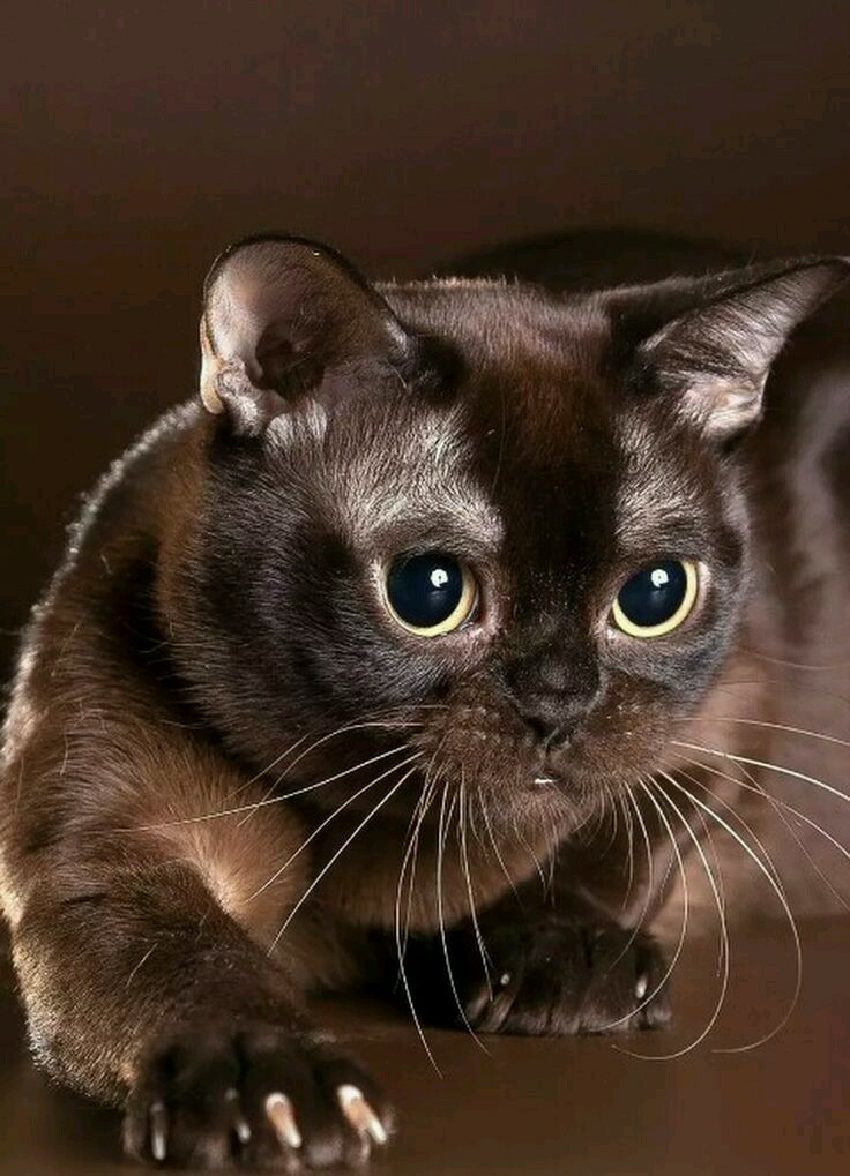 Вы играть, я с Вами