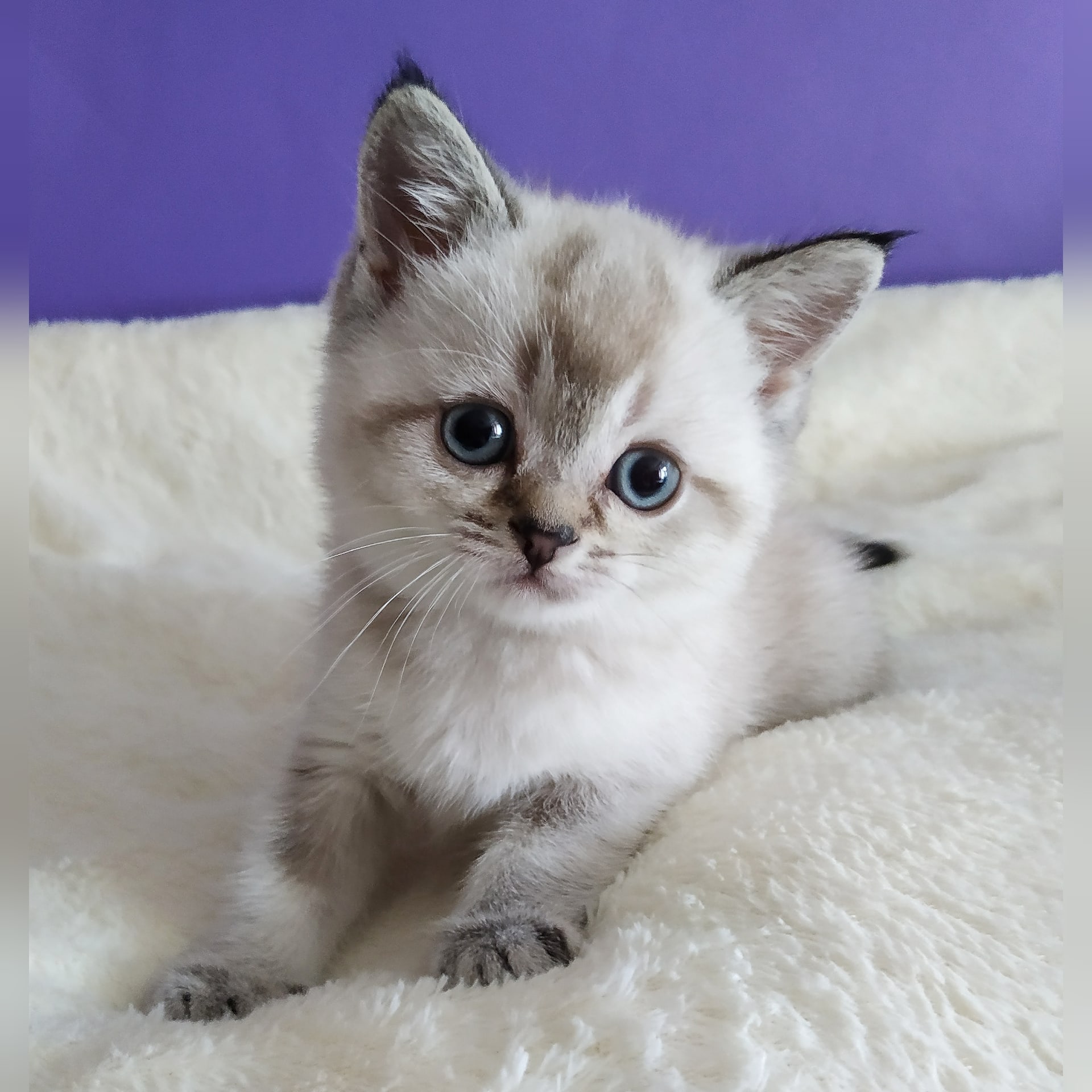 Прекрасная любительница комфорта