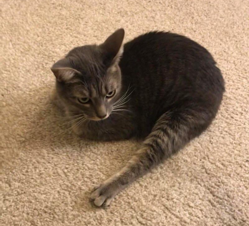 Лапку отлежал