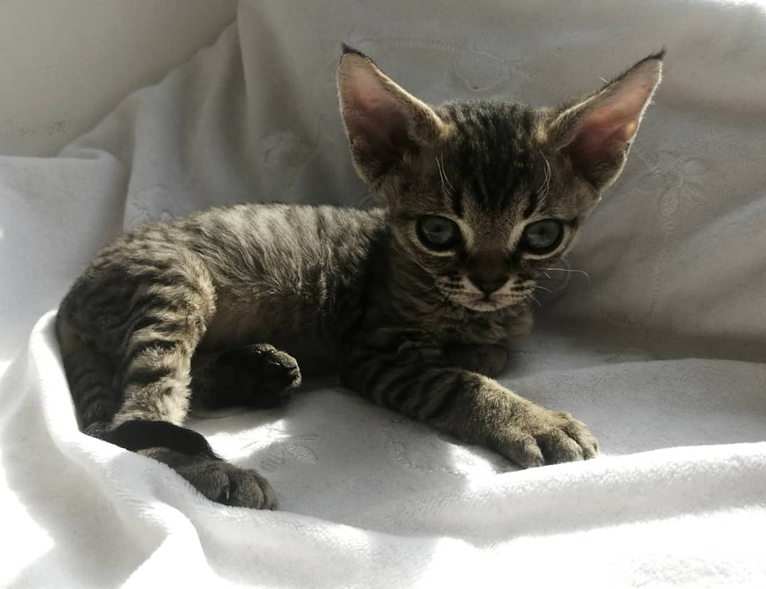 Подрастающий попрыгунчик