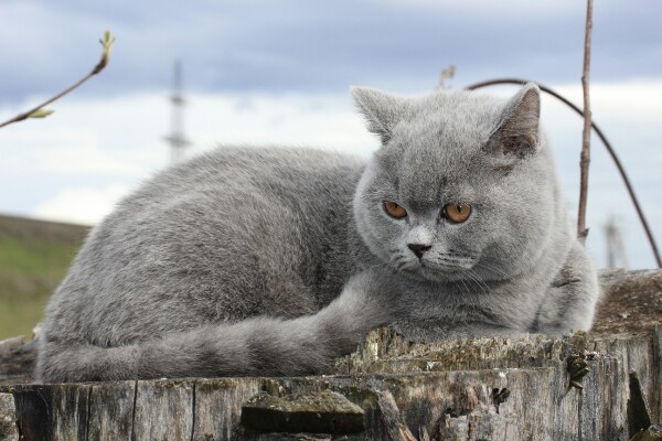 Сяду на пенёк, где бы взять пирожок