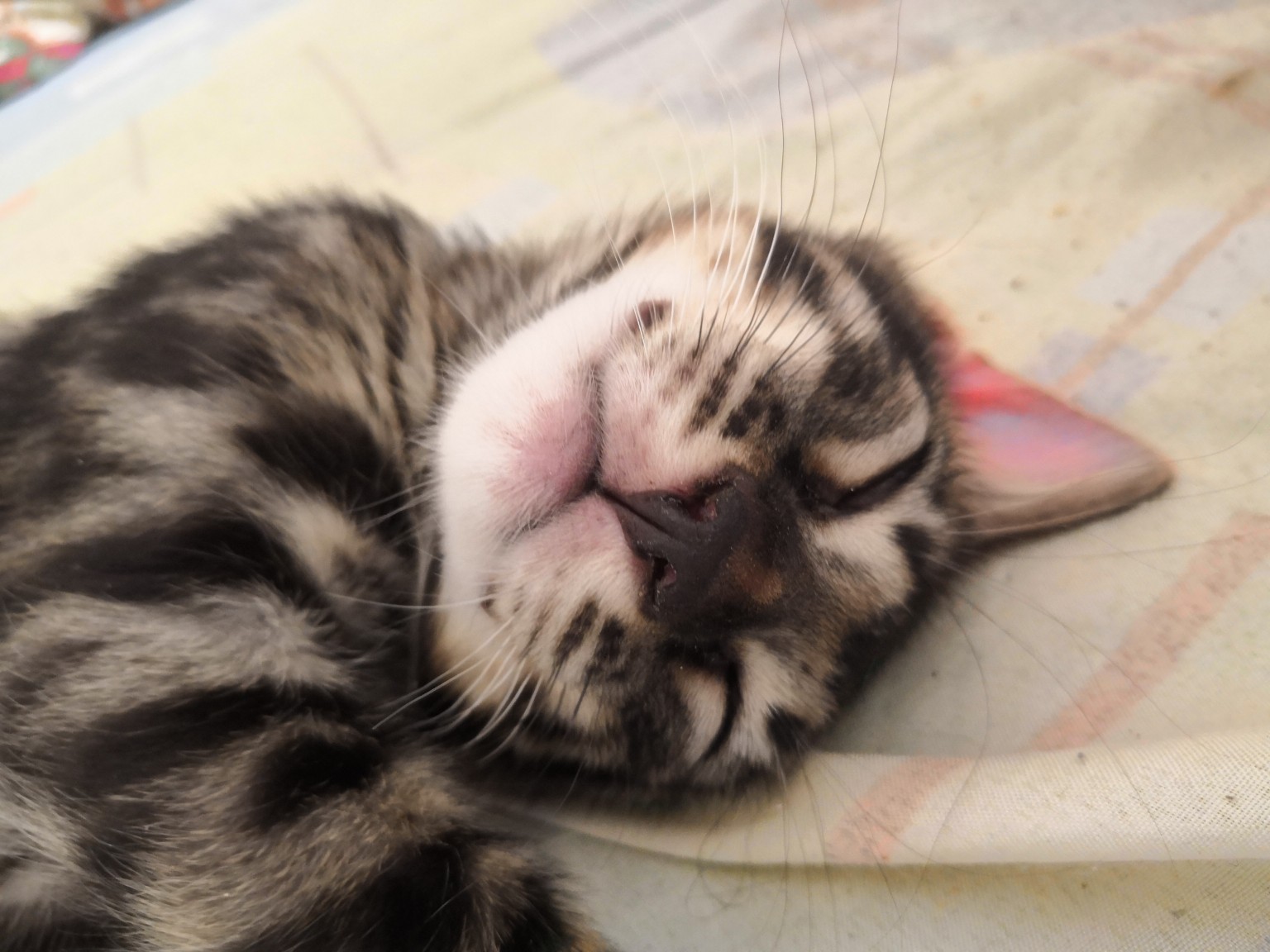 Непоседа угомонился и заснул