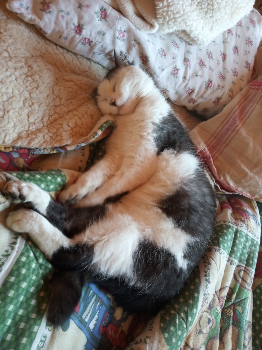 Сон сморил, а где не важно