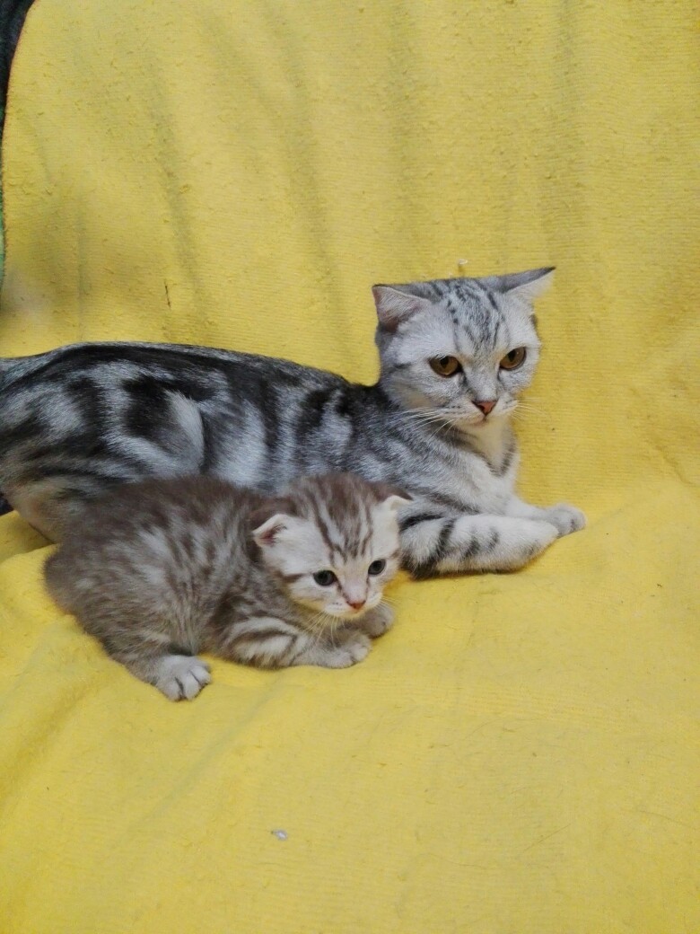 Мама самая лучшая защитница