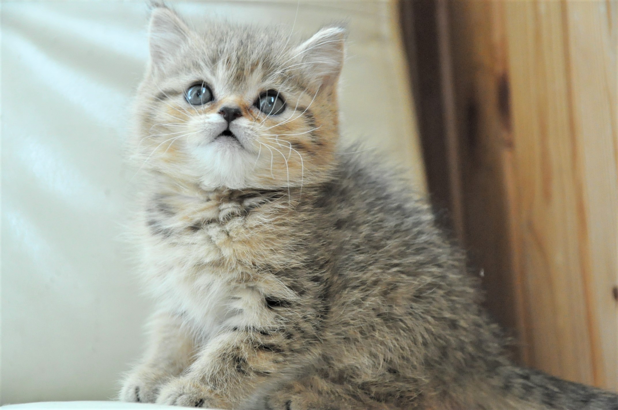 Наивное обаяние