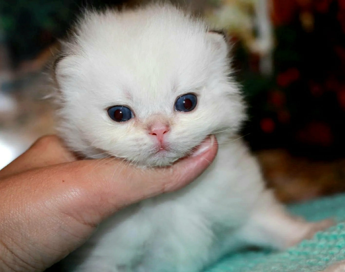 Отпустите меня немедленно