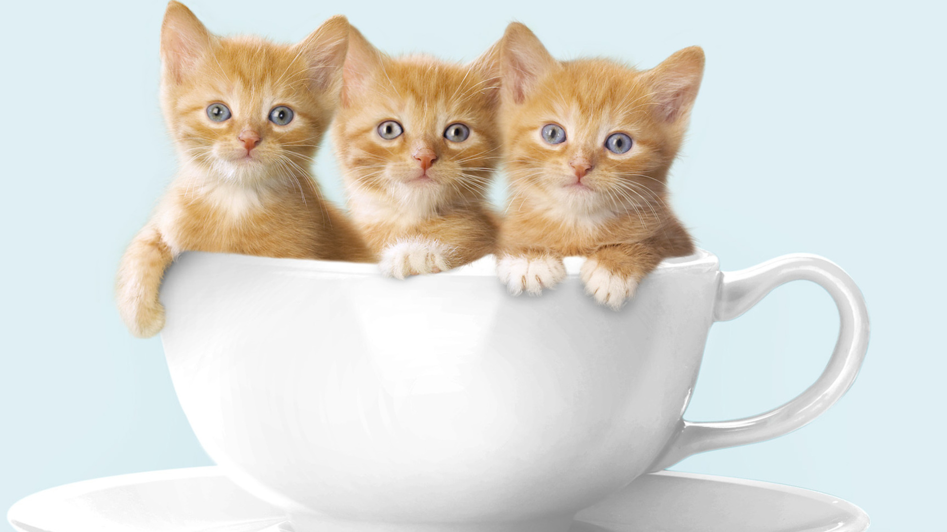 Тройняшки в чашке