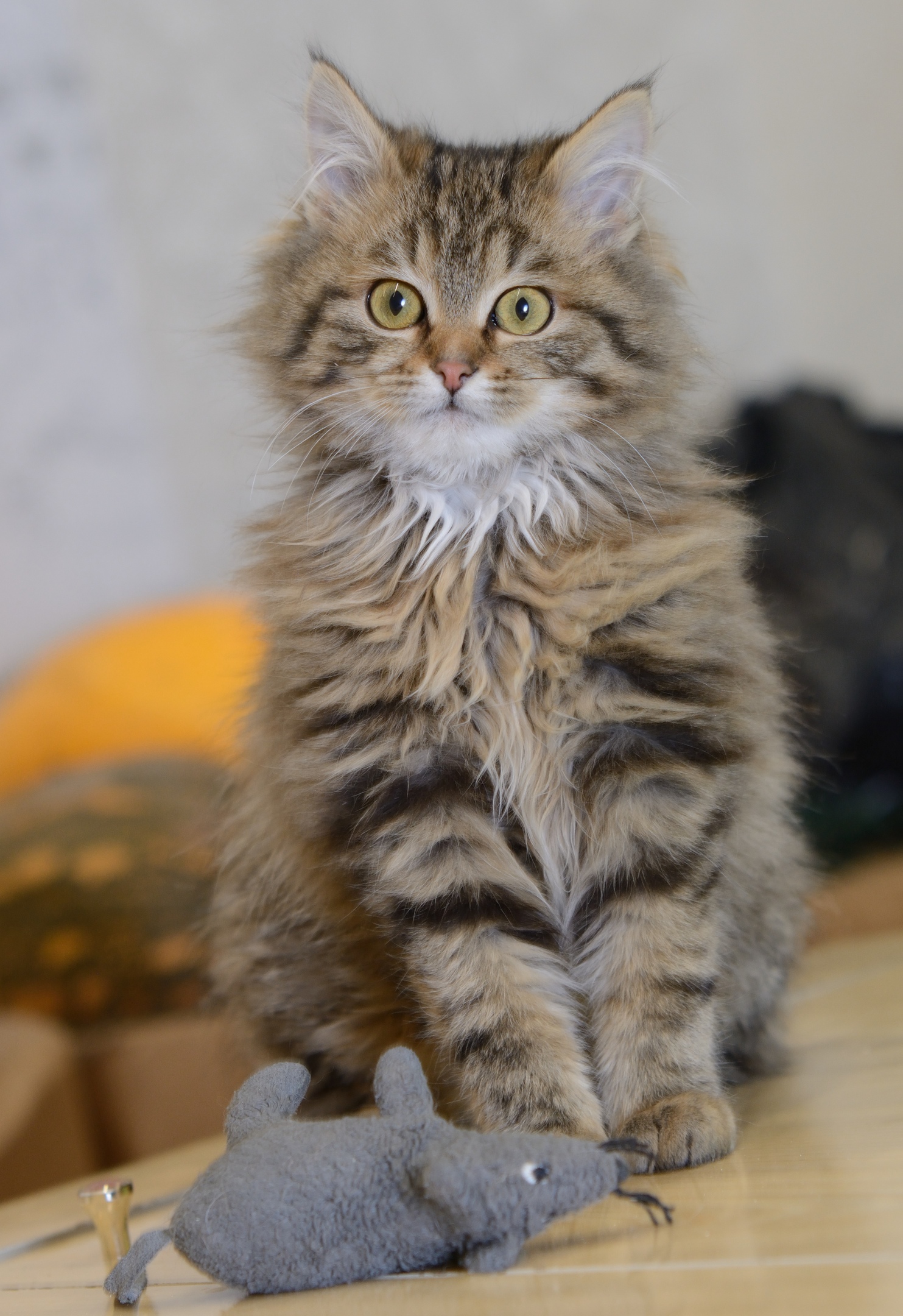 А что , живую мышь не купили