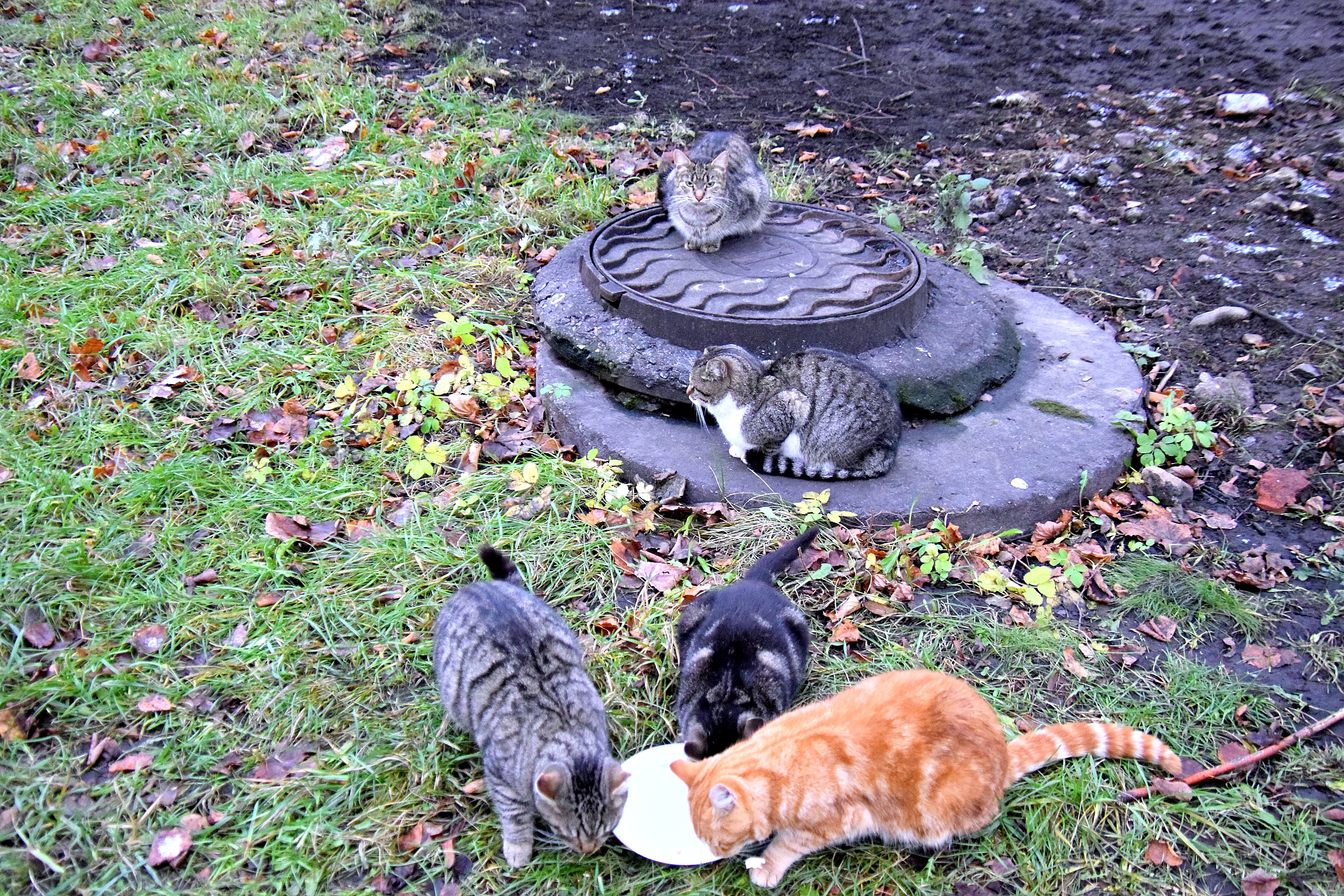 Хорошо, что в трудные времена, находятся сочувствующие