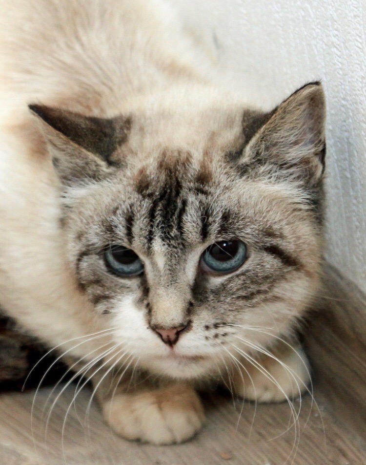 Хватит ругаться, я и так уже испугана