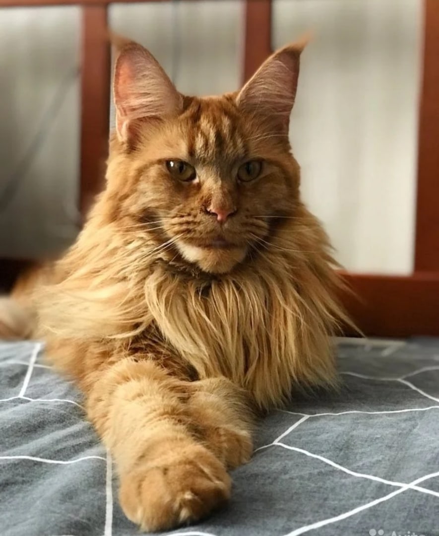 Домашний повелитель