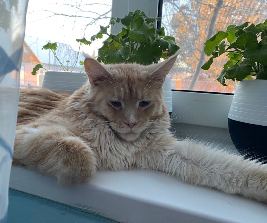 Хоть бы птичка прилетела, я бы на неё помяукал