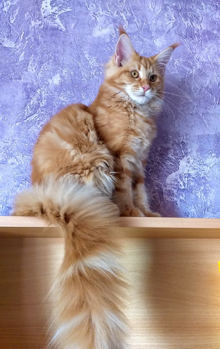 Как распушу хвост, павлины позавидуют