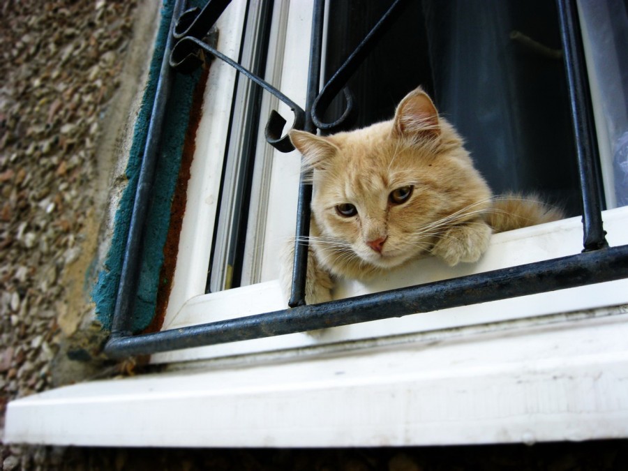 Меня гулять не пускают