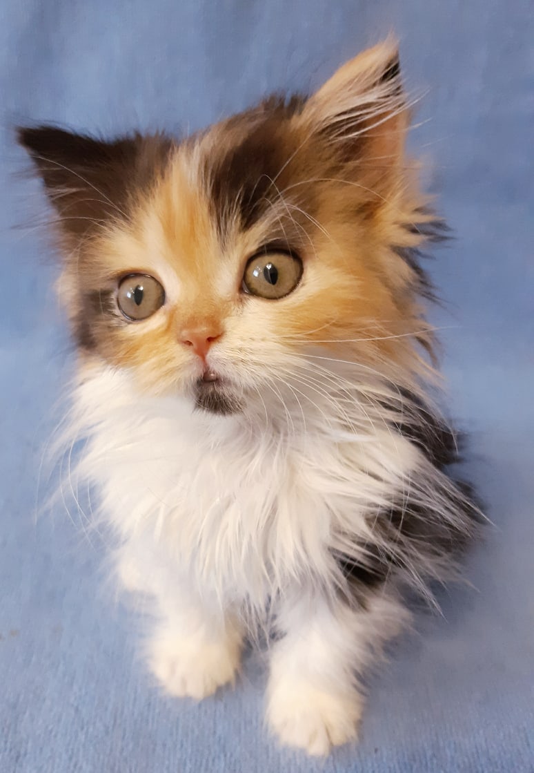 Скорее бы вырасти, интересная жизнь начнётся