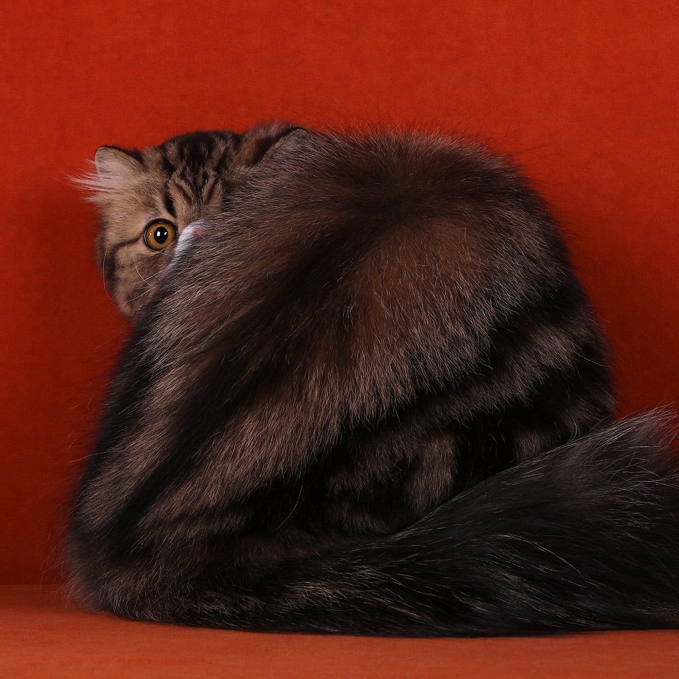 Я стесняюсь