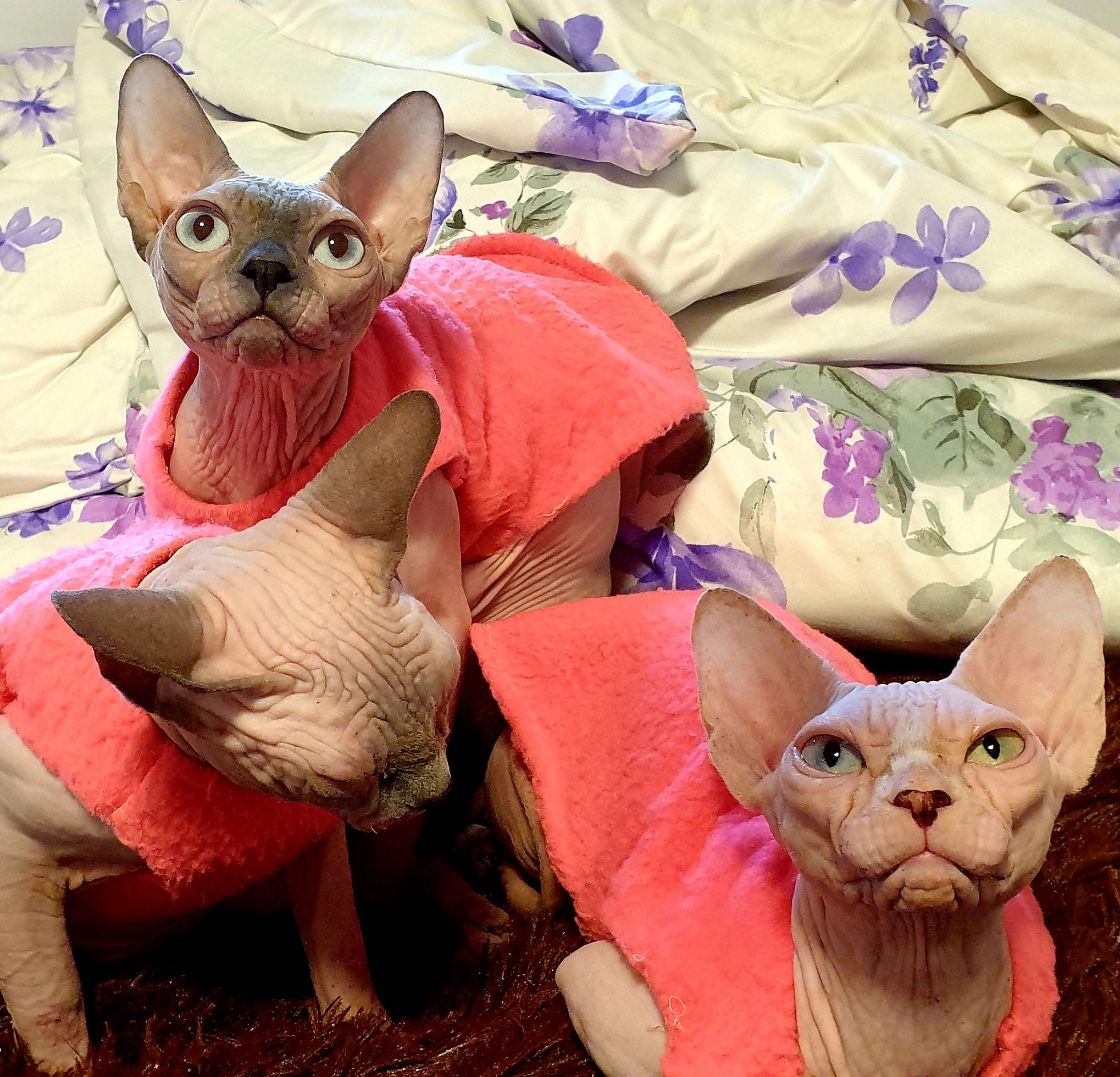 А где тапочки и шапочки