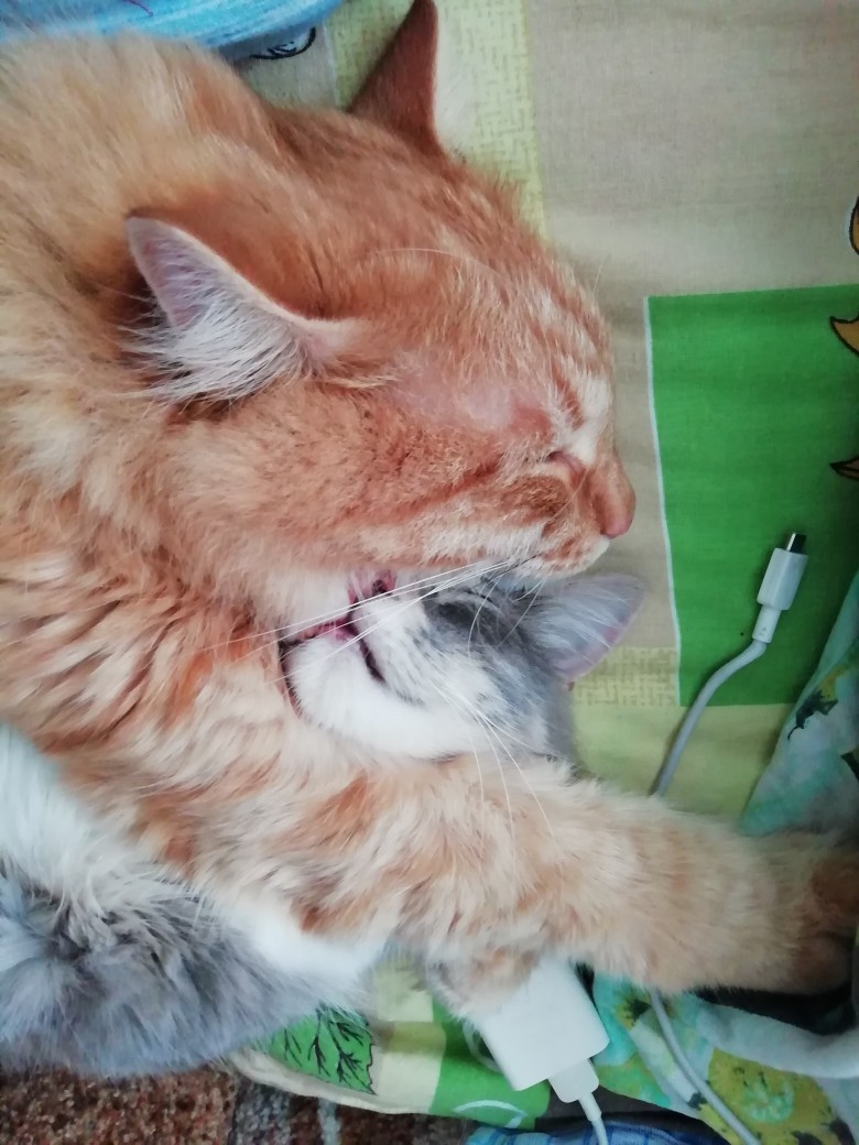 Сон подкрался незаметно