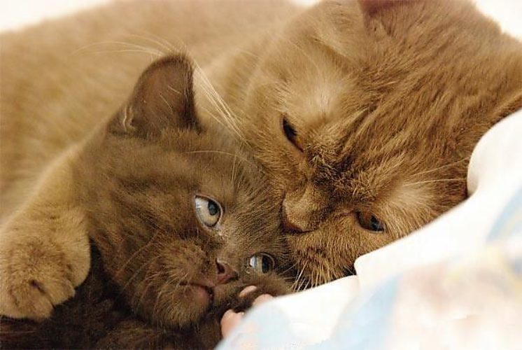 Мам, ну пусти поиграть