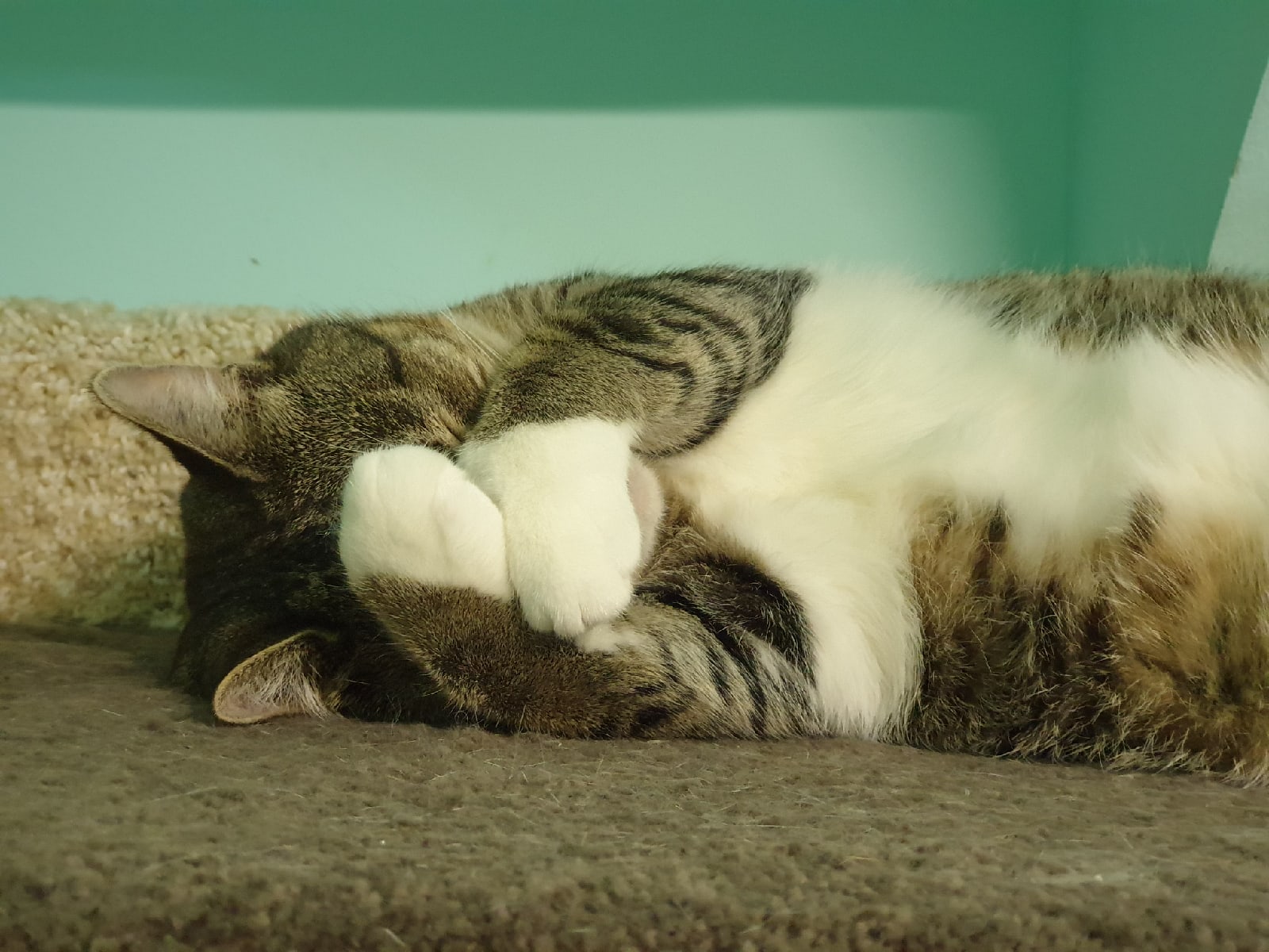 Включите обогреватель, а то носик замёрз