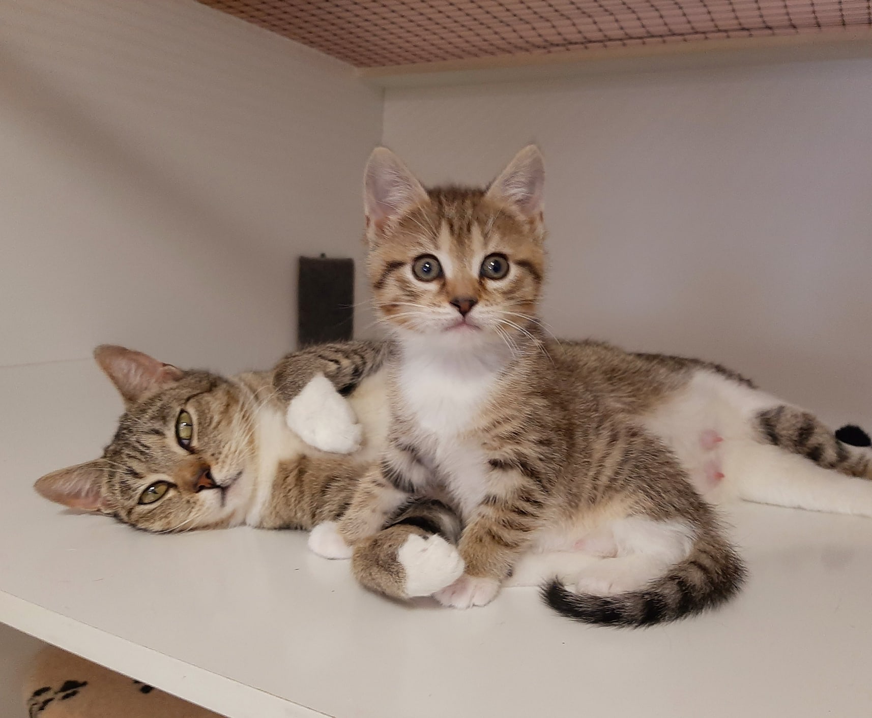 Я свою кормилицу не отдам никому