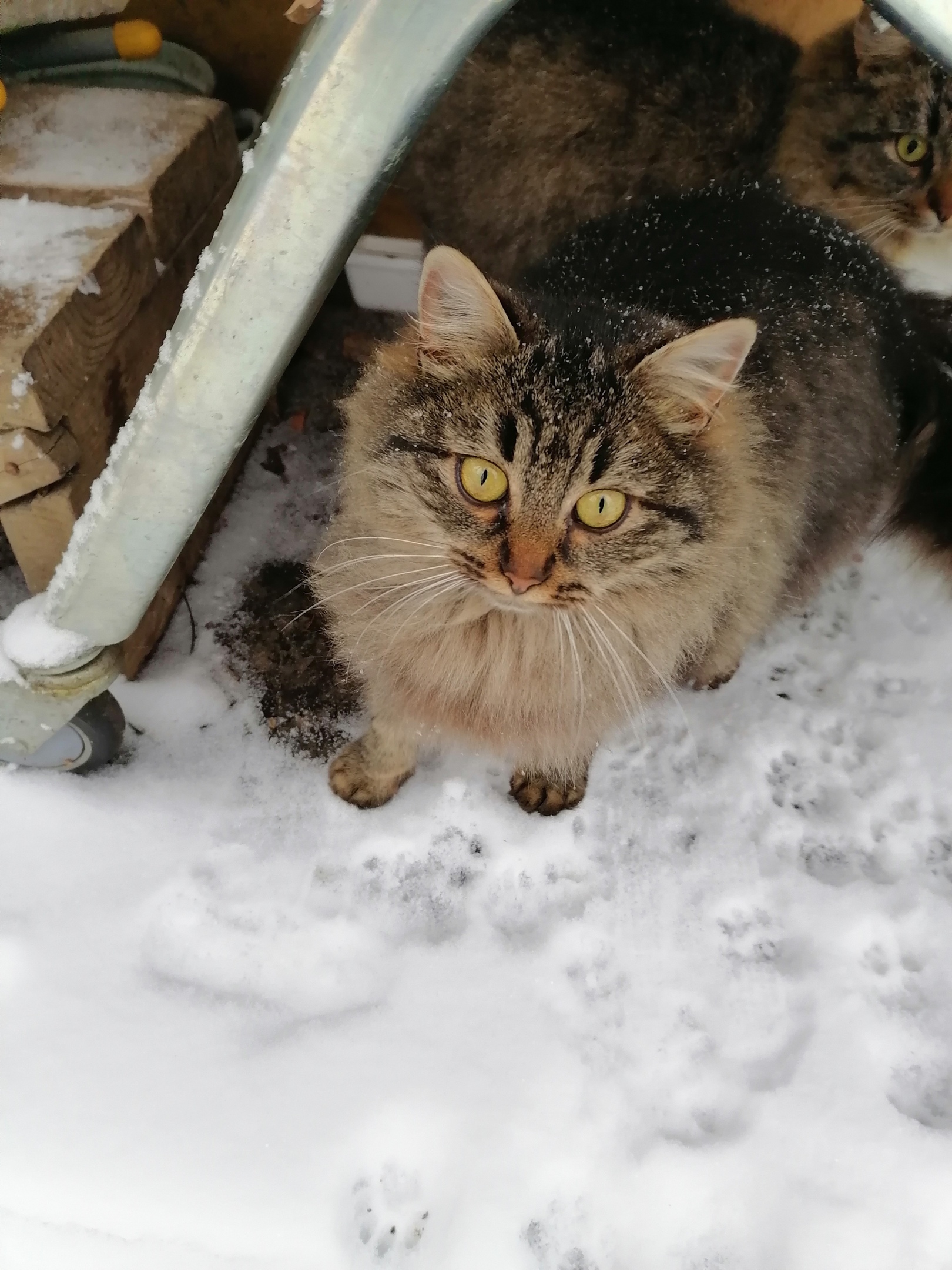 Пора перебираться в дом, там тепло и сухо