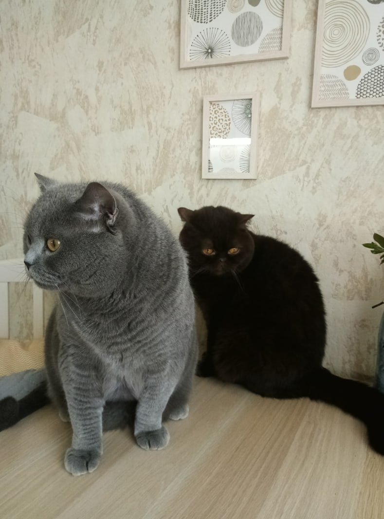 Говорят что нас любят, а вкусняшки сами съели