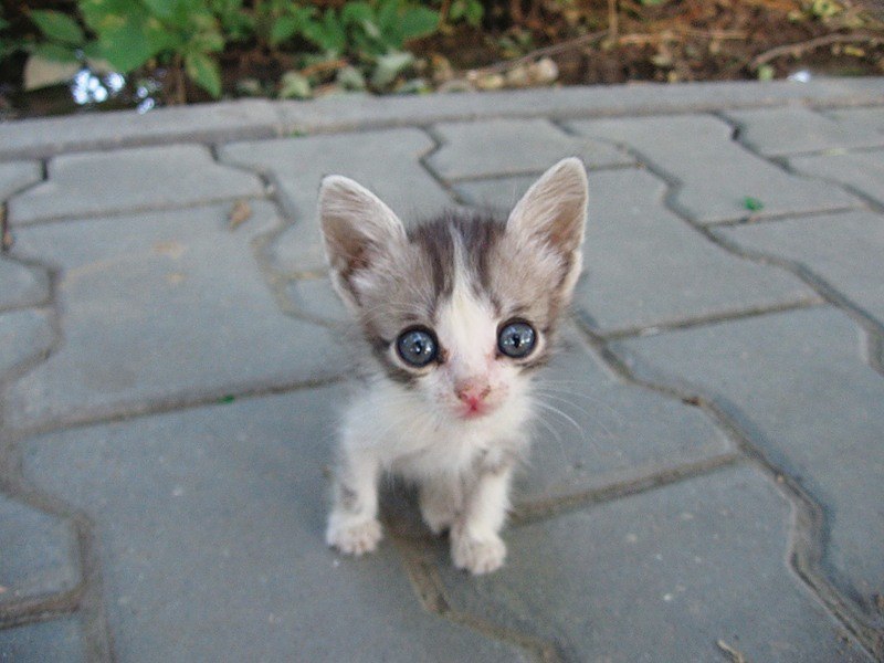 Вы мою маму не видели