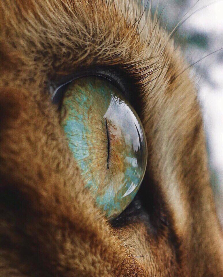 Глаза - это чудесный дар