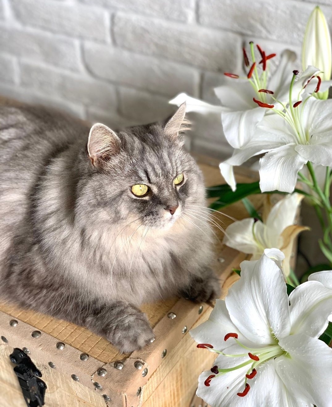 Фоткайте меня с цветами, пока они не завяли